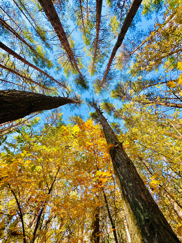 Slender trees of coniferous and deciduous species strive upwards into the blue sky in autumn. Green needles and yellow leaves are beautifully illuminated by the sun. View from below.