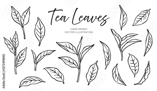 Hand Drawn Tea Leaves isolated on white background. Vector  Illustration of Leaves and Branches in sketch style. Trendy botanical elements for printing and design