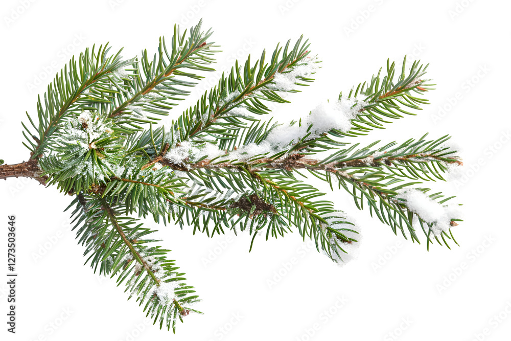 christmas tree branch with snow christmas tree branch with snow