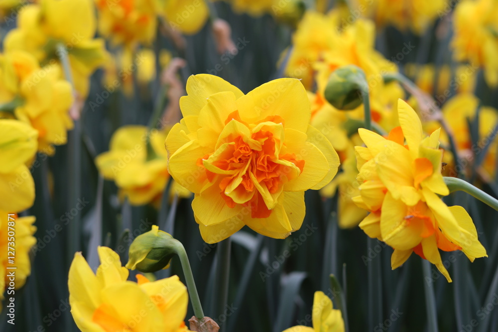 Close up of yellow and orange double daffodils in a spring garden Close up of yellow and orange double daffodils in a spring garden