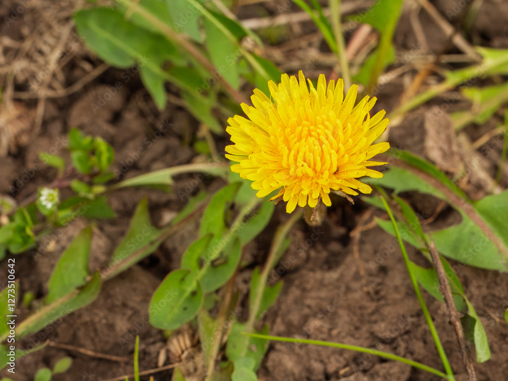 Blooming yellow dandelion flower in the garden. Blooming yellow dandelion flower in the garden.