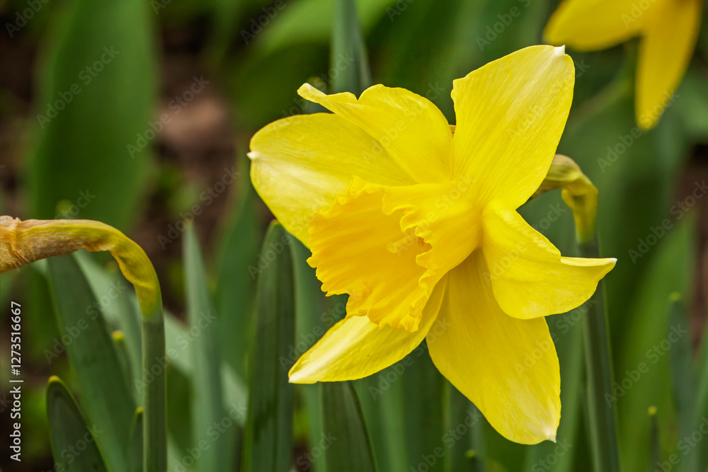 Fototapeta premium Beautiful flower of yellow daffodil growing in the garden.