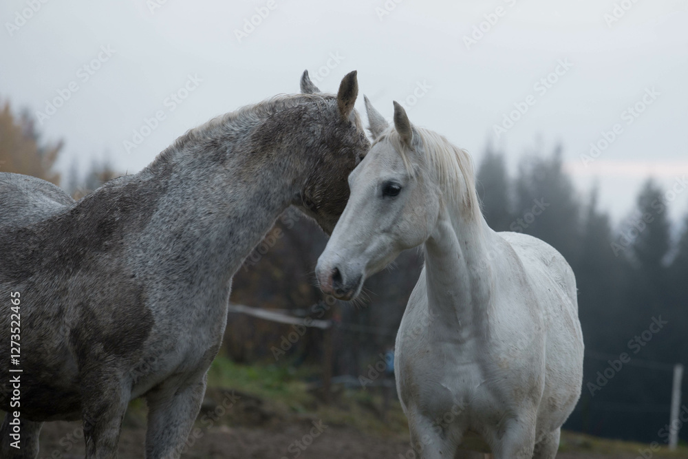 lipizzan horses on paddock in autumn lipizzan horses on paddock in autumn