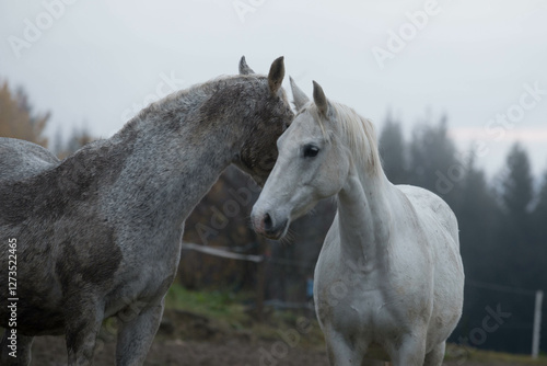 lipizzan horses on paddock in autumn photo