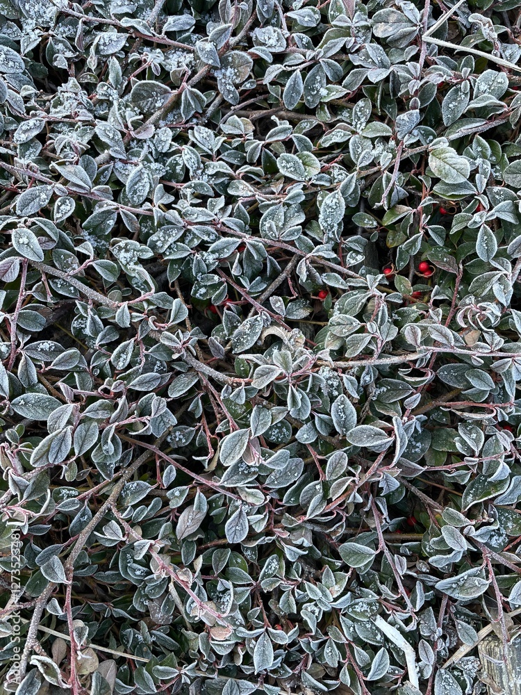 a beautiful green bush with red berries is covered with frost a beautiful green bush with red berries is covered with frost