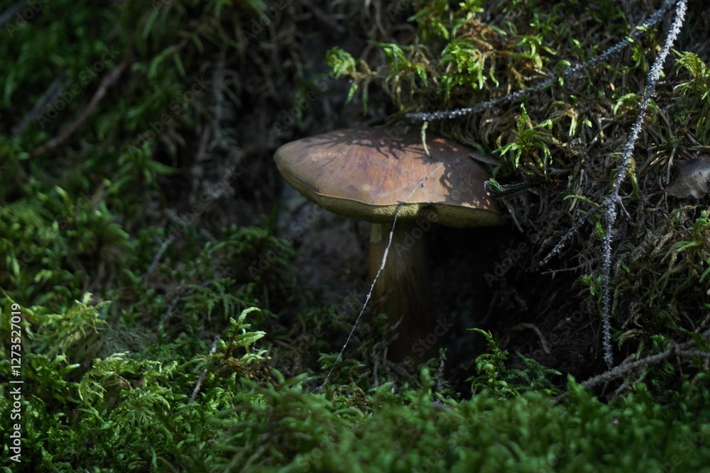 wild eatable mushrooms in the forest between green grass and bushes. Sunny day, collecting wild eatable mushrooms in the forest between green grass and bushes. Sunny day, collecting