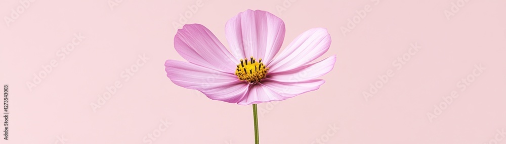 A Single Pink Cosmos Flower Against A Pale Pink Background A Single Pink Cosmos Flower Against A Pale Pink Background