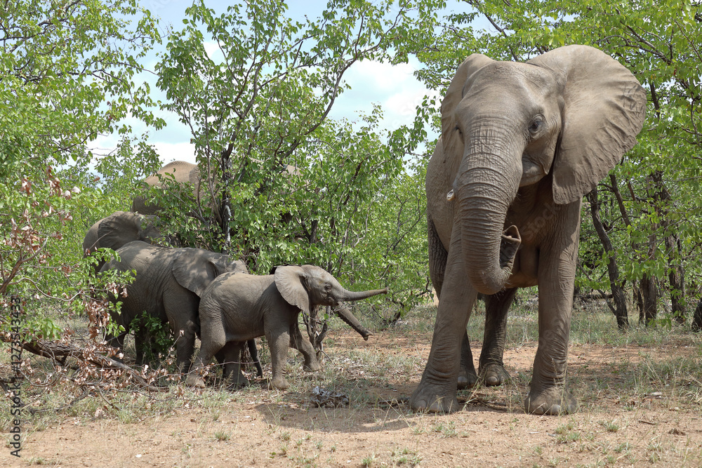 Fototapeta premium Afrikanischer Elefant / African elephant / Loxodonta africana
