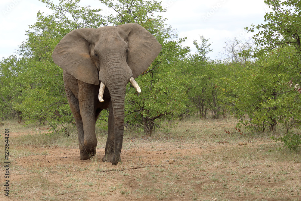 Obraz premium Afrikanischer Elefant / African elephant / Loxodonta africana