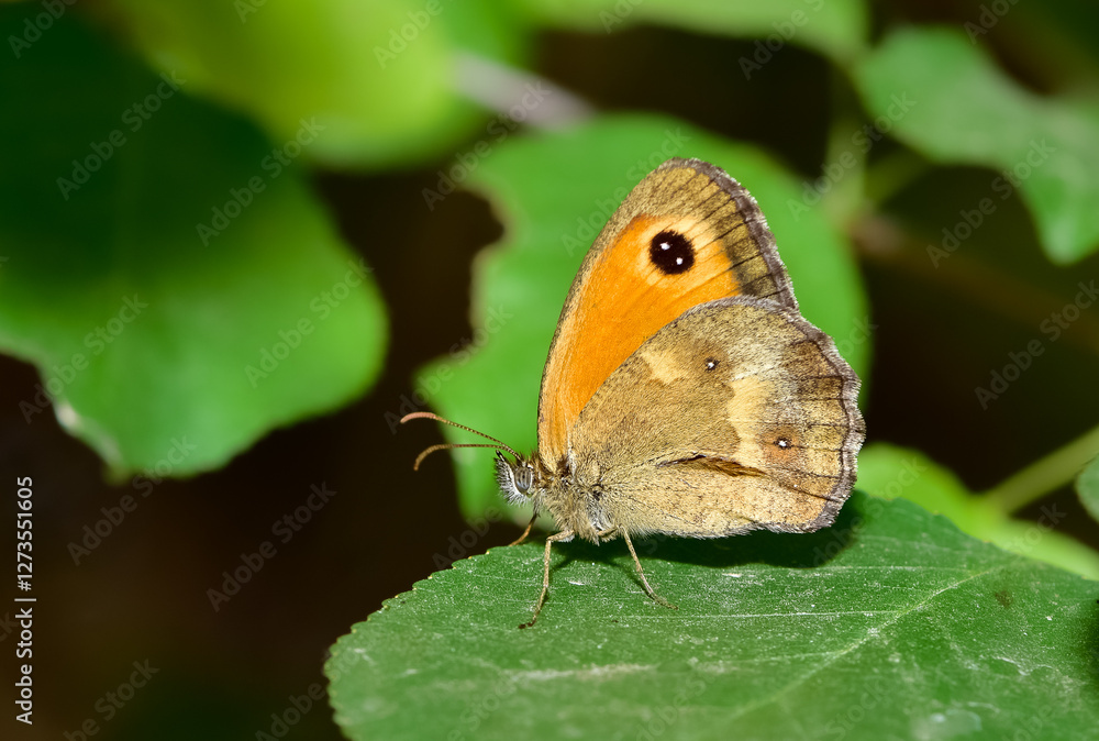 wildlife photos. photos of butterflies in natural areas. wildlife photos. photos of butterflies in natural areas.