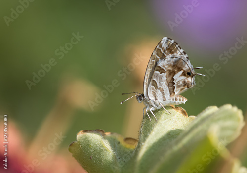 Wallpaper Mural photos of butterflies from wildlife and nature Torontodigital.ca