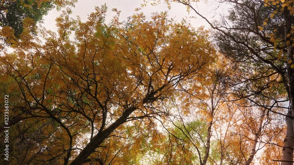 Colorful autumn leaves under a sky with a peaceful atmosphere in Vestarelen, Norway Colorful autumn leaves under a sky with a peaceful atmosphere in Vestarelen, Norway
