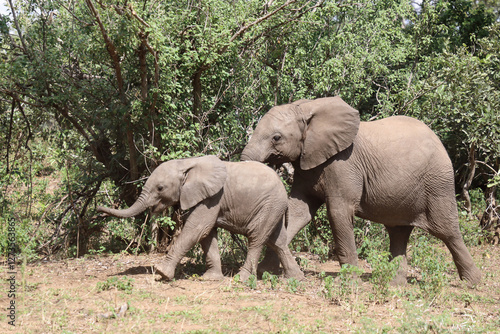 Sticker Afrikanischer Elefant / African elephant / Loxodonta africana