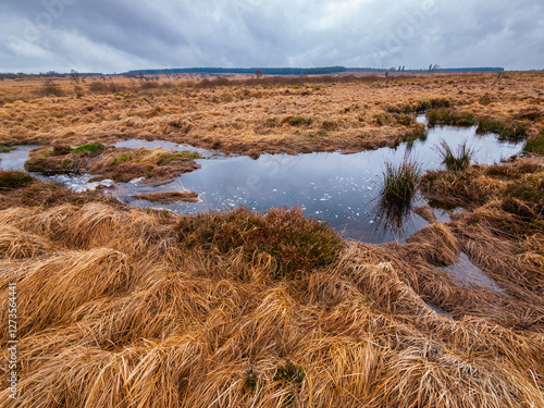 Small lake in the peat moor region of the High Fenns, Belgium photo