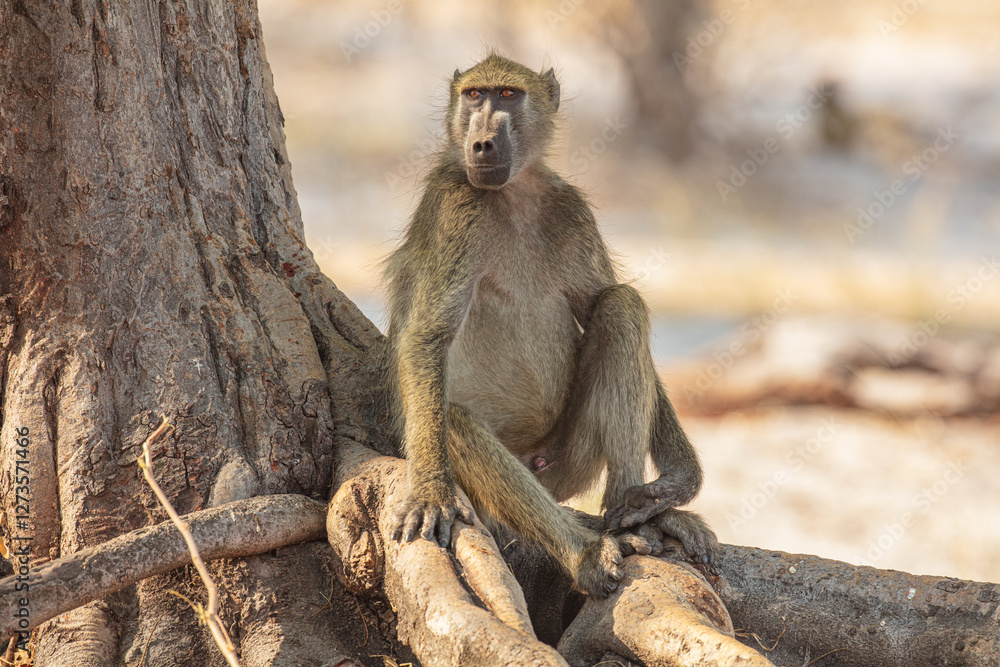 Obraz premium Chacma baboon (Papio ursinus) sitting on the roots of a tree