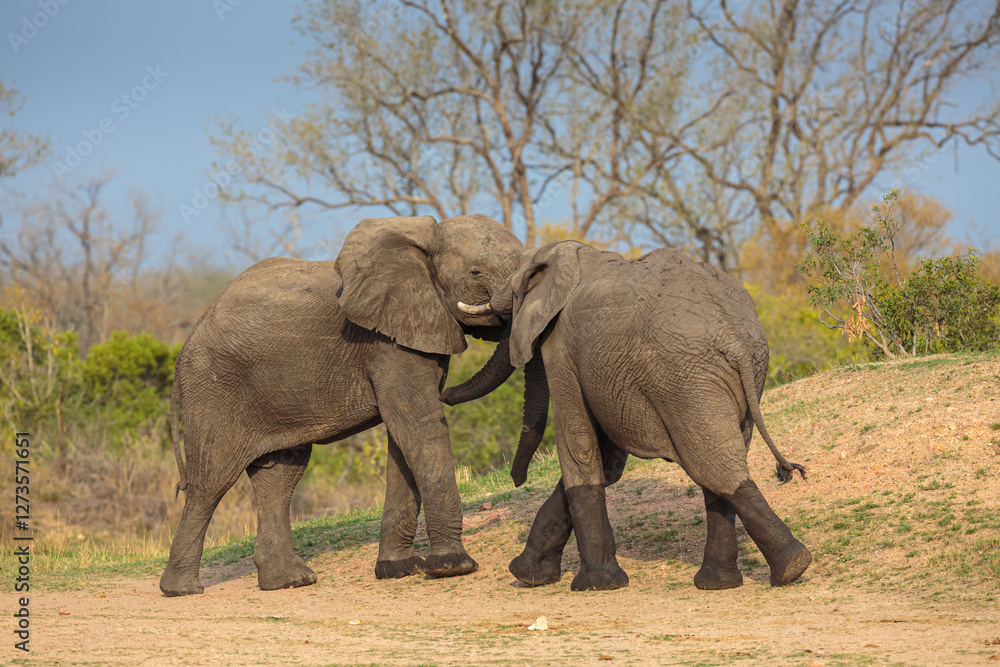 Obraz premium African elephant (Loxodonta africana); two young bulls playfighting