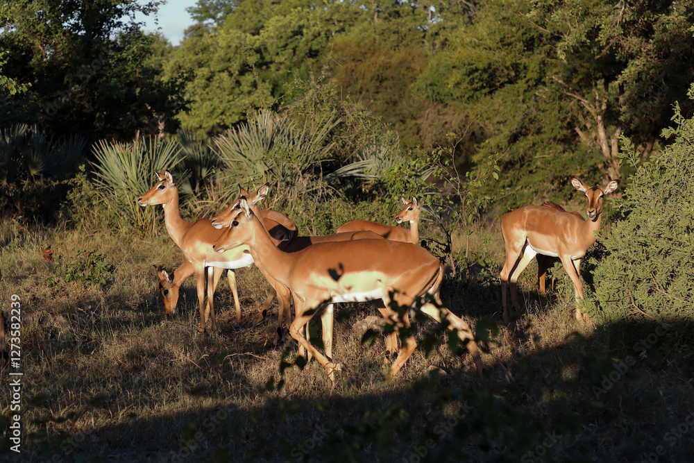 Schwarzfersenantilope / Impala / Aepyceros melampus. Schwarzfersenantilope / Impala / Aepyceros melampus.