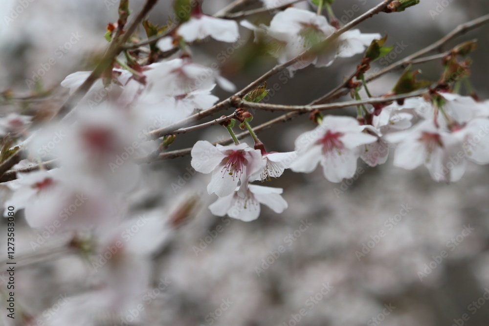 桜 桜