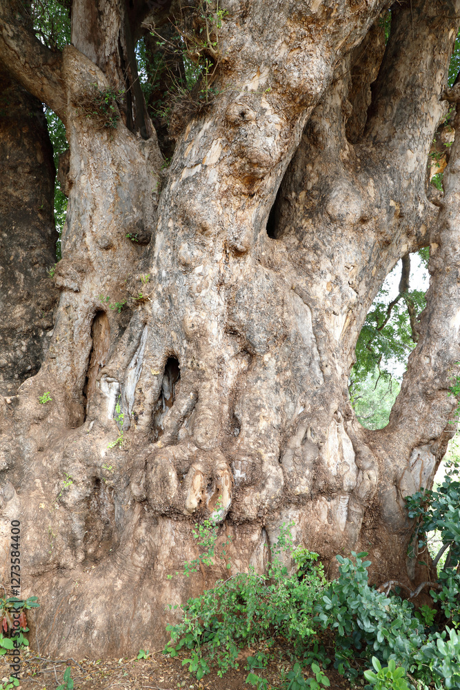 Afrikanischer Busch - Krüger Park - Baum / African Bush - Kruger Park - Tree / Afrikanischer Busch - Krüger Park - Baum / African Bush - Kruger Park - Tree /
