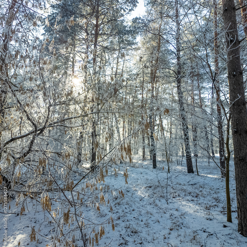 winter landscape. road in snow. tall trees in frost. natural winter landscape. forest in snow. ice on branches. snow and sun. walk in winter forest. sport in nature. seasons. symbol of time. winter landscape. road in snow. tall trees in frost. natural winter landscape. forest in snow. ice on branches. snow and sun. walk in winter forest. sport in nature. seasons. symbol of time.