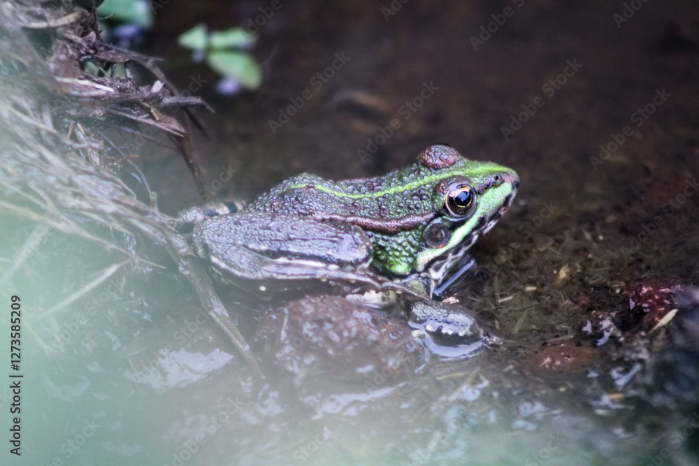 Frosch Frosch