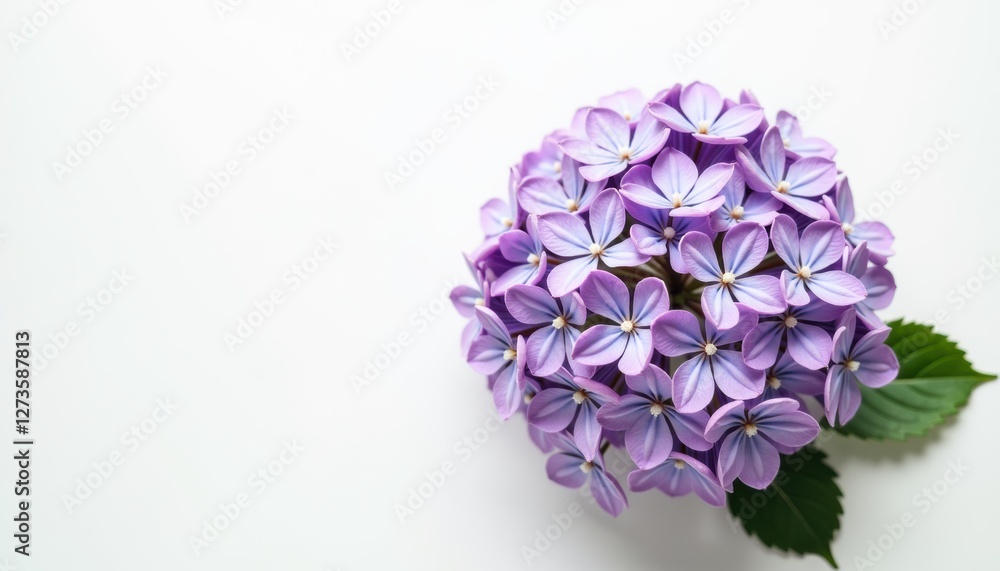 Obraz premium Top-view of lilac hydrangea on white background with space for text.