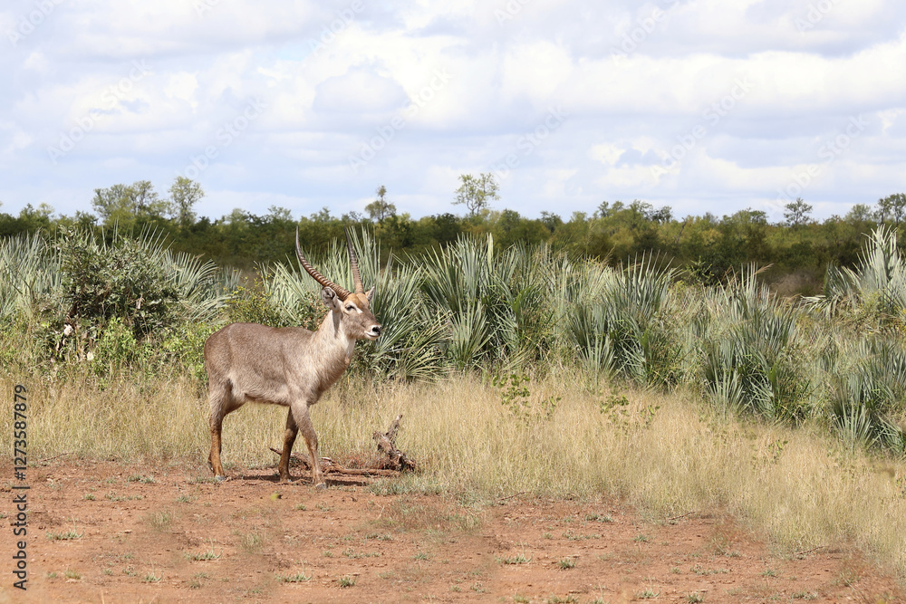 Fototapeta premium Wasserbock / Waterbuck / Kobus ellipsiprymnus