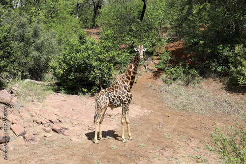 Photography Giraffe / Giraffe / Giraffa camelopardalis
