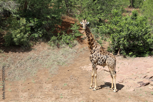 Photography Giraffe / Giraffe / Giraffa camelopardalis