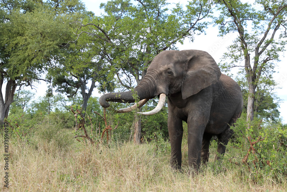 Obraz premium Afrikanischer Elefant / African elephant / Loxodonta africana