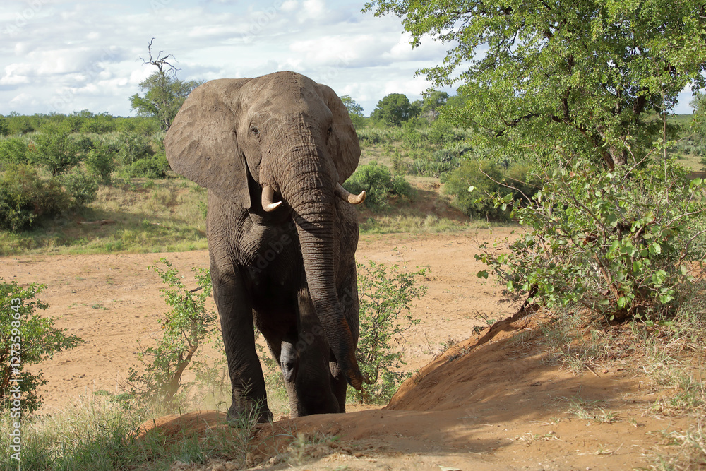 Obraz premium Afrikanischer Elefant / African elephant / Loxodonta africana