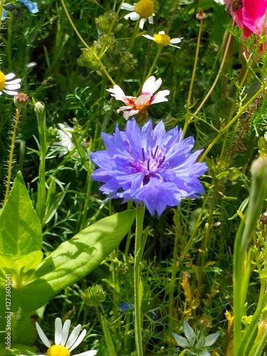 bee on a flower