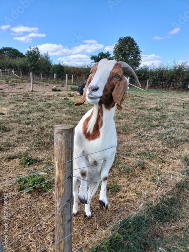 goat in a farm