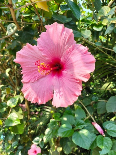 pink hibiscus flower
