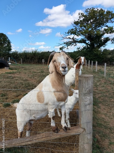 goat at the farm
