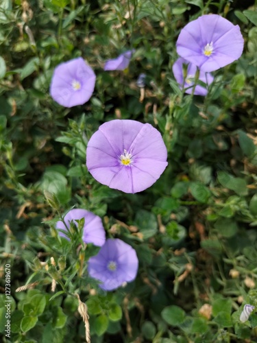 purple flower in the garden