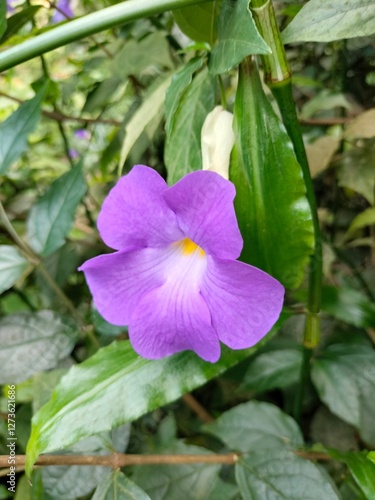 purple flower in the garden