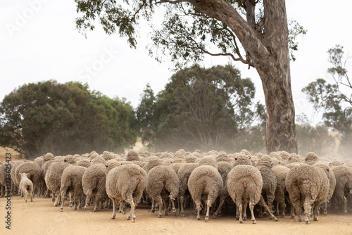 mob of merino ewes running away on an Australian farm photo