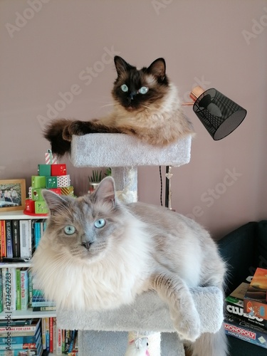 two cats sitting and looking at the camera from their cat tree