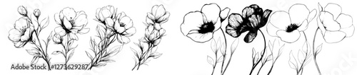 A collection of field flowers is depicted in a modern drawing featuring wild plants set against a white background, with monochrome line floral elements and a hand-drawn botanical illustration style