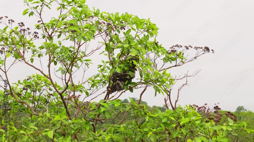 Sloth perching on tree branch amid lush Amazon rainforest foliage, representing intricate wildlife ecosystem and biodiversity of tropical environment Sloth perching on tree branch amid lush Amazon rainforest foliage, representing intricate wildlife ecosystem and biodiversity of tropical environment