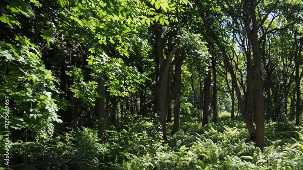 Lush forest scene captured in a video from a low-angle, showcasing vibrant green foliage and sunlight filtering through the trees, creating a serene atmosphere. Lush forest scene captured in a video from a low-angle, showcasing vibrant green foliage and sunlight filtering through the trees, creating a serene atmosphere.