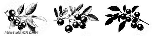 A hand drawn collection of cranberry artwork featuring leaves and berries in a modern graphic style