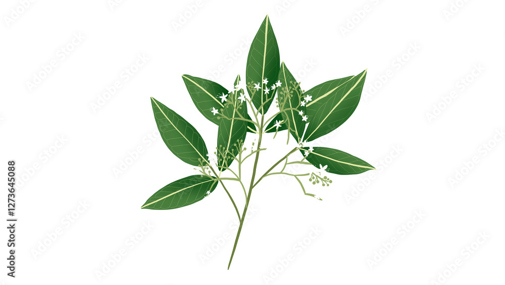 Fototapeta premium Patte Poule