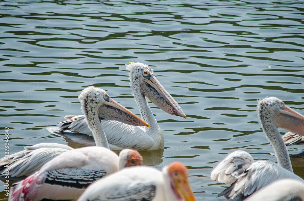 Pelicans swimming in a serene water setting Pelicans swimming in a serene water setting