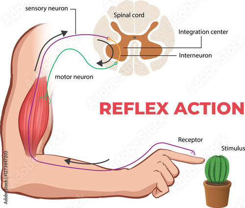 illustration of reflex arc diagram