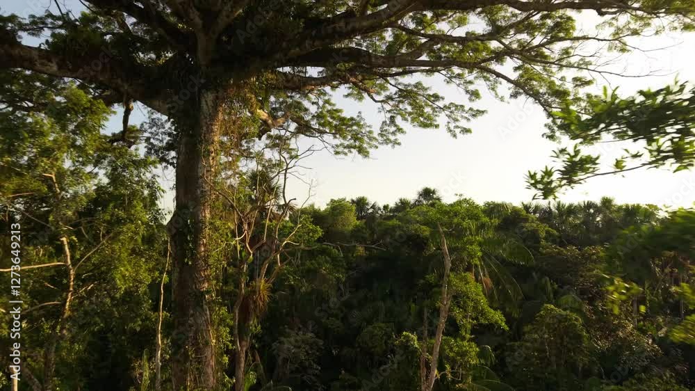 Aerial view of verdant Amazon rainforest with layered canopy, vibrant biodiversity, lush greenery stretching across expansive ecological landscape Aerial view of verdant Amazon rainforest with layered canopy, vibrant biodiversity, lush greenery stretching across expansive ecological landscape