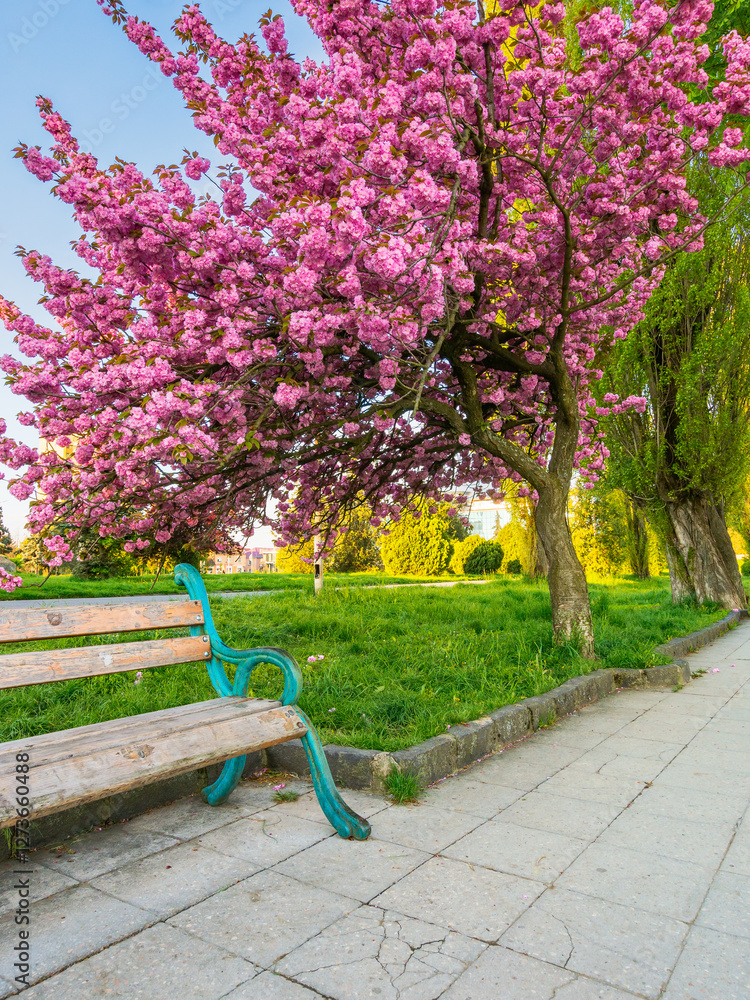 pink cherry blossom on a sunny morning. decorative flora. beautiful urban landscape of uzhhorod in spring. kanzan sakura tree near the paved walking path. riverside freshness