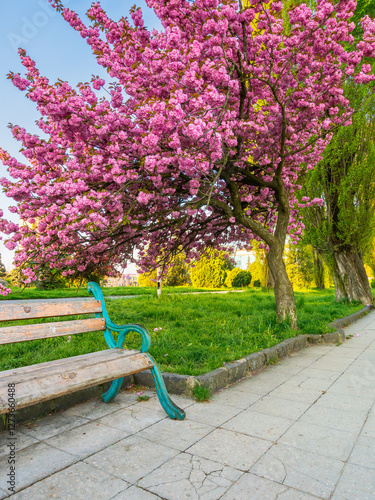 Obraz na płótnie pink cherry blossom on a sunny morning. decorative flora. beautiful urban landscape of uzhhorod in spring. kanzan sakura tree near the paved walking path. riverside freshness w salonie