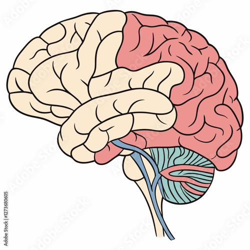 Human Brain Anatomy Illustration: Detailed Cerebrum, Cerebellum, Lobes.